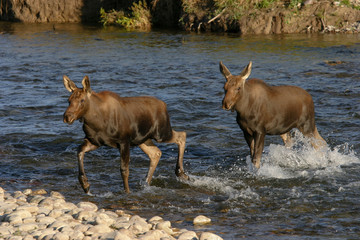 Moose Twins