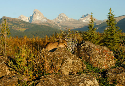 Mountain Lion