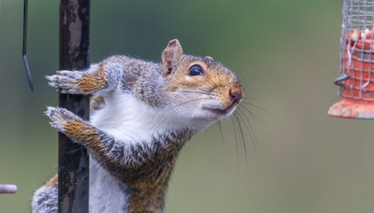 Naughty grey squirrel raiding the bird feeder © Nicky Rhodes