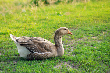 Lonely goose has a rest on a green grass in rural areas