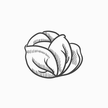 Cabbage sketch icon.