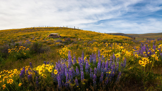 Rusty car in meadow with lupines, Columbia River Gorge, Oregon, United States of America, panoramic 
