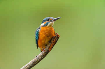 Eisvogel 