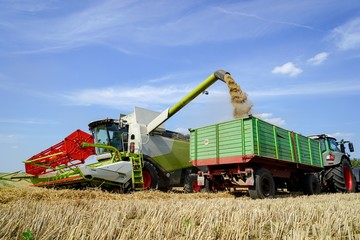 Getreideernte - Mähdrescher,  Abtransport des Getreides