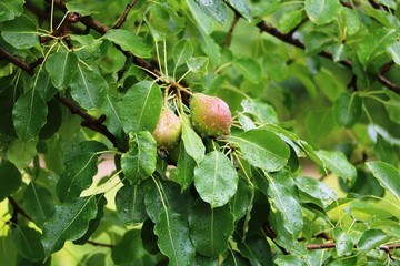 Ripening pears on tree branch in spring