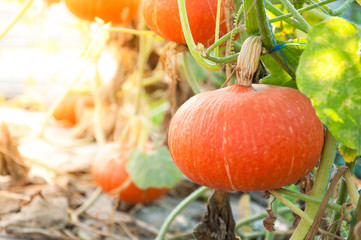 Orange Pumpkin Growing in the Garden,Fresh organic pumpkin in field