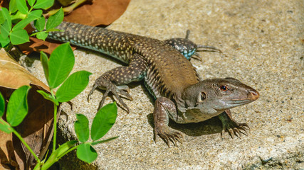 Puerto Rican Ground Lizard - Ameiva exsul