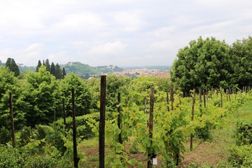 Wine growing region in Tuscany Italy