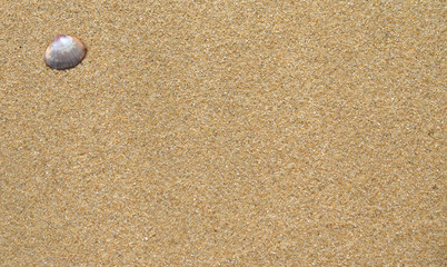 Fototapeta na wymiar Shell on sand