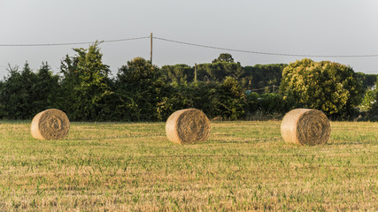 Hay bale on the field after harvest