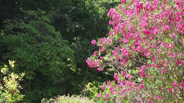 Shot of a magenta flowers tree with some copy space on the other side