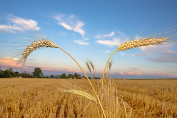 Fototapeta premium Reife Gerste wächst im Feld 