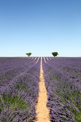 Lavender field in Valensole, France