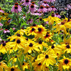Toronto Lake yellow and purple daisies 2016