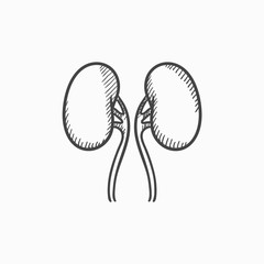 Kidney sketch icon.