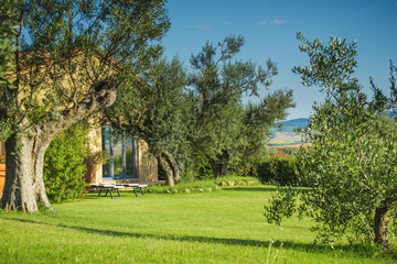Fototapeta na wymiar Olive trees in a grove on the grassy hillside.