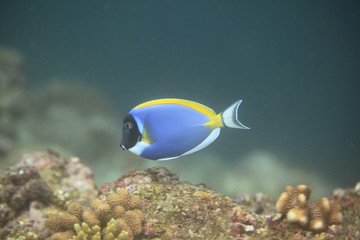 Fototapeta na wymiar niebieska ryba pływa w oceanie