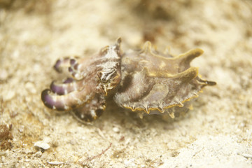 flamboyant cuttlefish