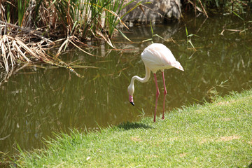 flaming © agarianna