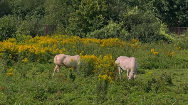 лошади пасутся в солнечную погоду