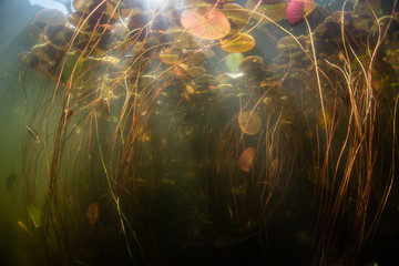Underwater Scenery in Freshwater Pond