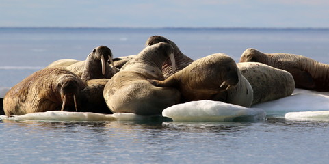 Fototapeta na wymiar Herd of walruses on ice floe