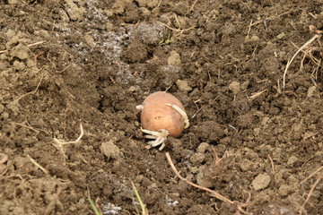 Planting potatoes in the garden