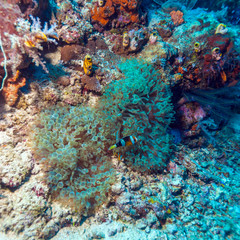 Tropical Fishes near Colorful Coral Reef