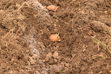 Fototapeta na wymiar Planting potatoes in the garden