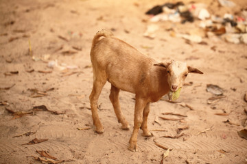 Fototapeta premium goat eating a leaf