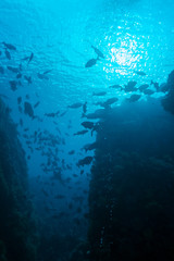Tropical Fishes near Colorful Coral Reef