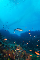 Obraz na płótnie Canvas Tropical Fishes near Colorful Coral Reef