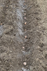 Planting potatoes in the garden