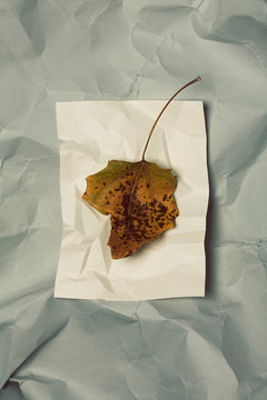 Modern art concept. Dry leaf on white and gray crumpled paper background