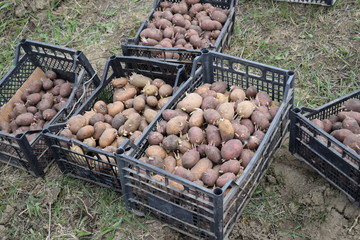 Boxes with potatoes