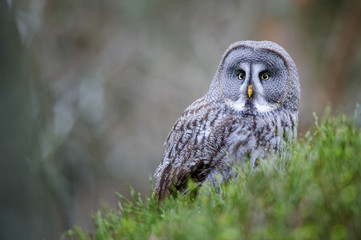 Great grey owl