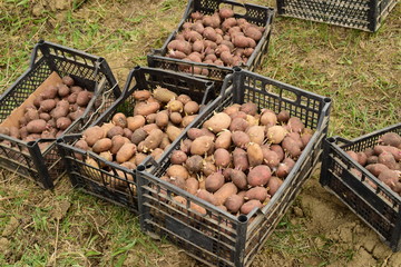Boxes with potatoes