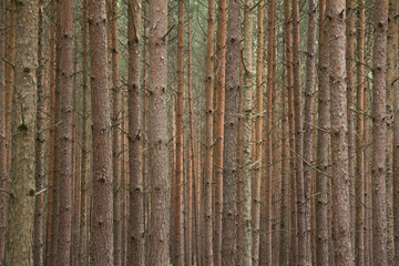 Obraz premium las sosnowy