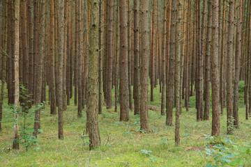 Kiefernwald © pit24