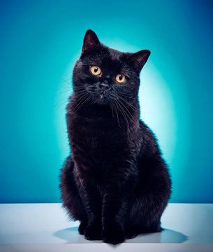 Innocent Black Cat