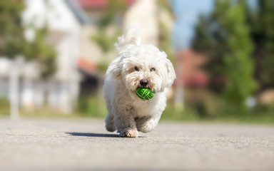 Playing fetch with cute white dog