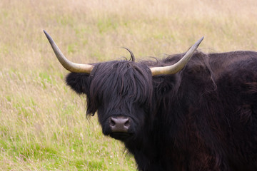 black highland cow