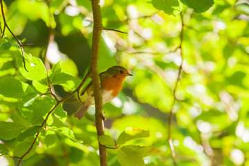 robin clinging to a small branch