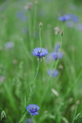 cornflowers