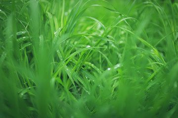 Organic background, green spring grass close up
