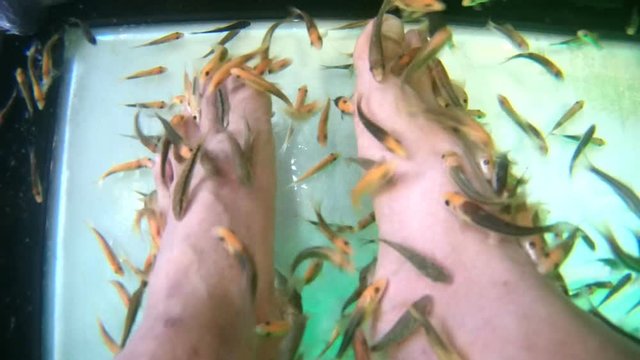 Close-up shot feet in aquarium with fish. Spa pedicure and treatment