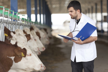 Cow Veterinary