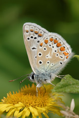 Obraz premium Common Blue, Polyommatus icarus