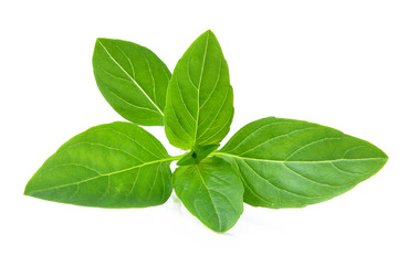 Fototapeta na wymiar Sweet basil leaves on white background