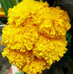 yellow Marigold background